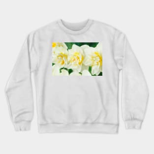 Narcissus  &#39;White Lion&#39;  AGM   Division 4  Double Daffodil Crewneck Sweatshirt